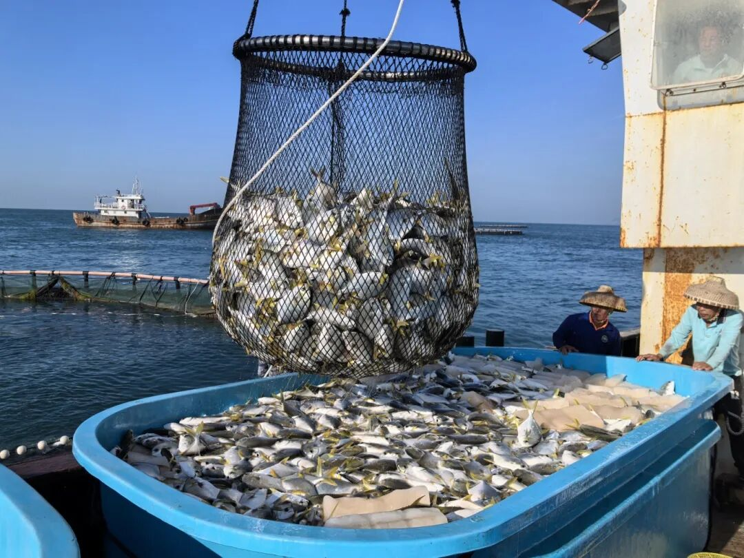 新年第一網(wǎng)！三亞環(huán)農集團旗下海洋公司西島海